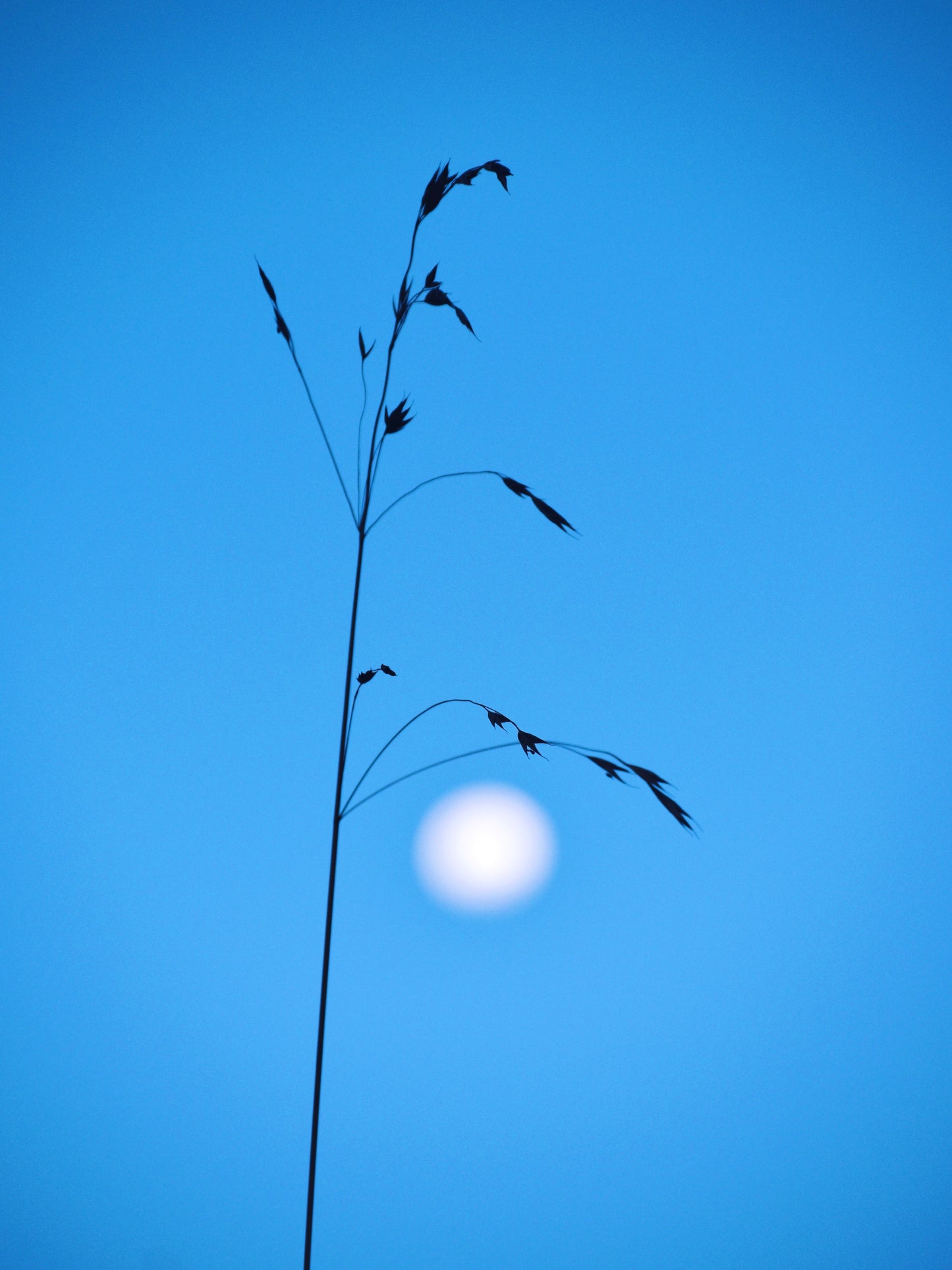 Scintillating abundance