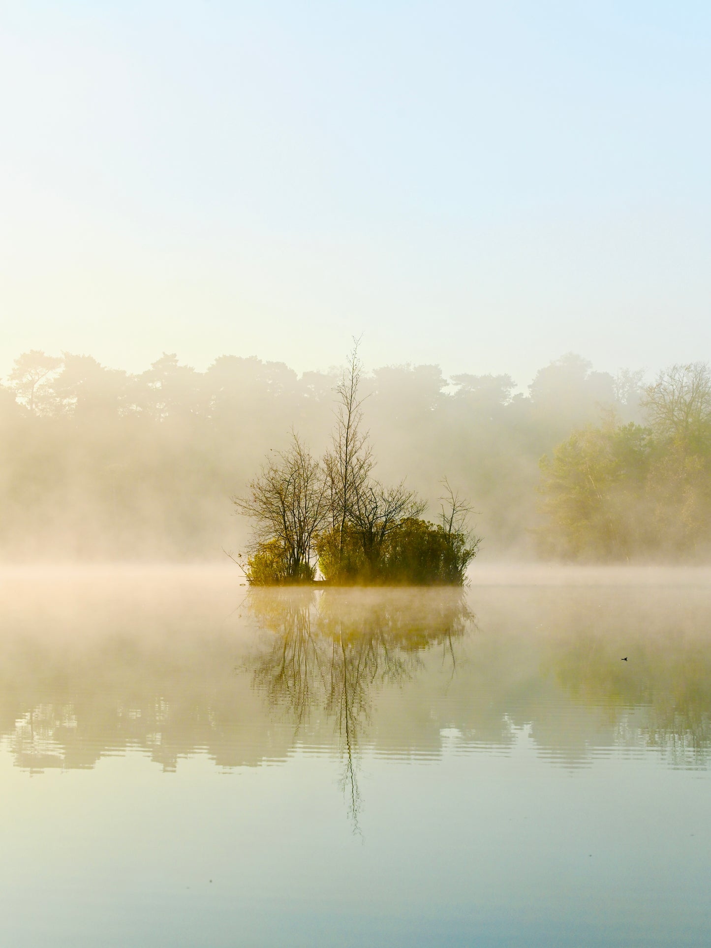 The island in the woods