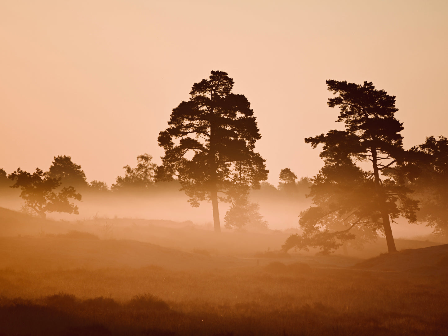 De morgenstond