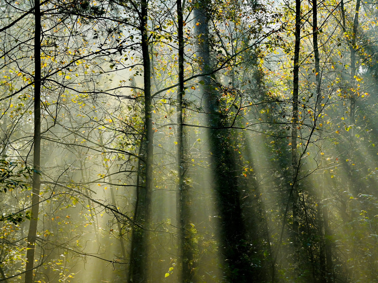 Sunny rays
