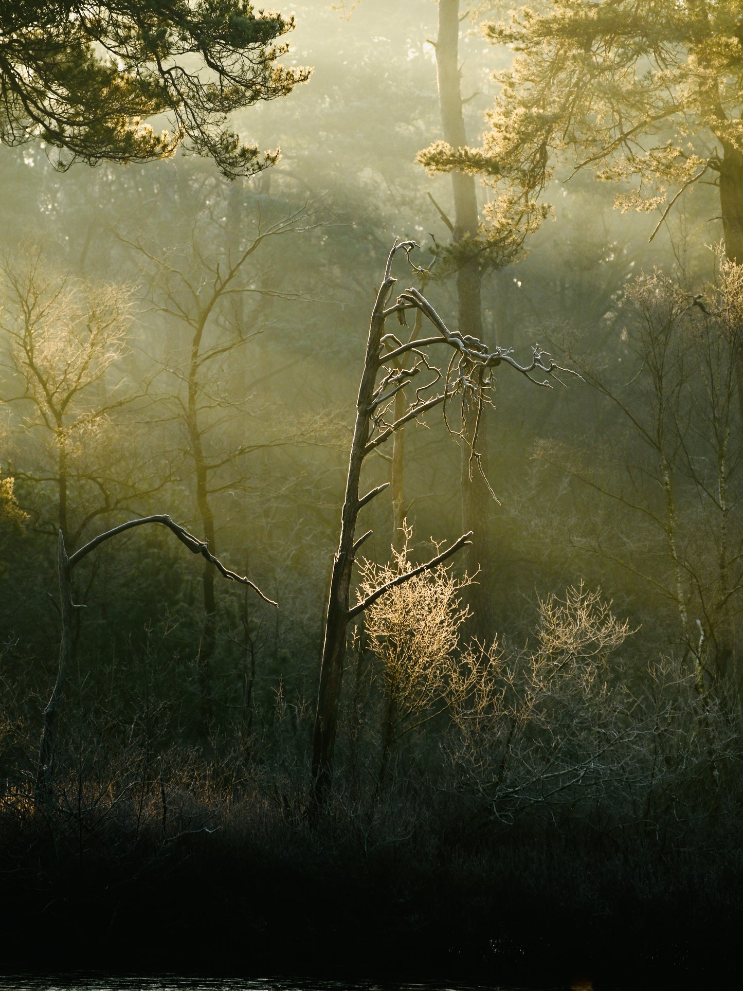 De boom in het licht