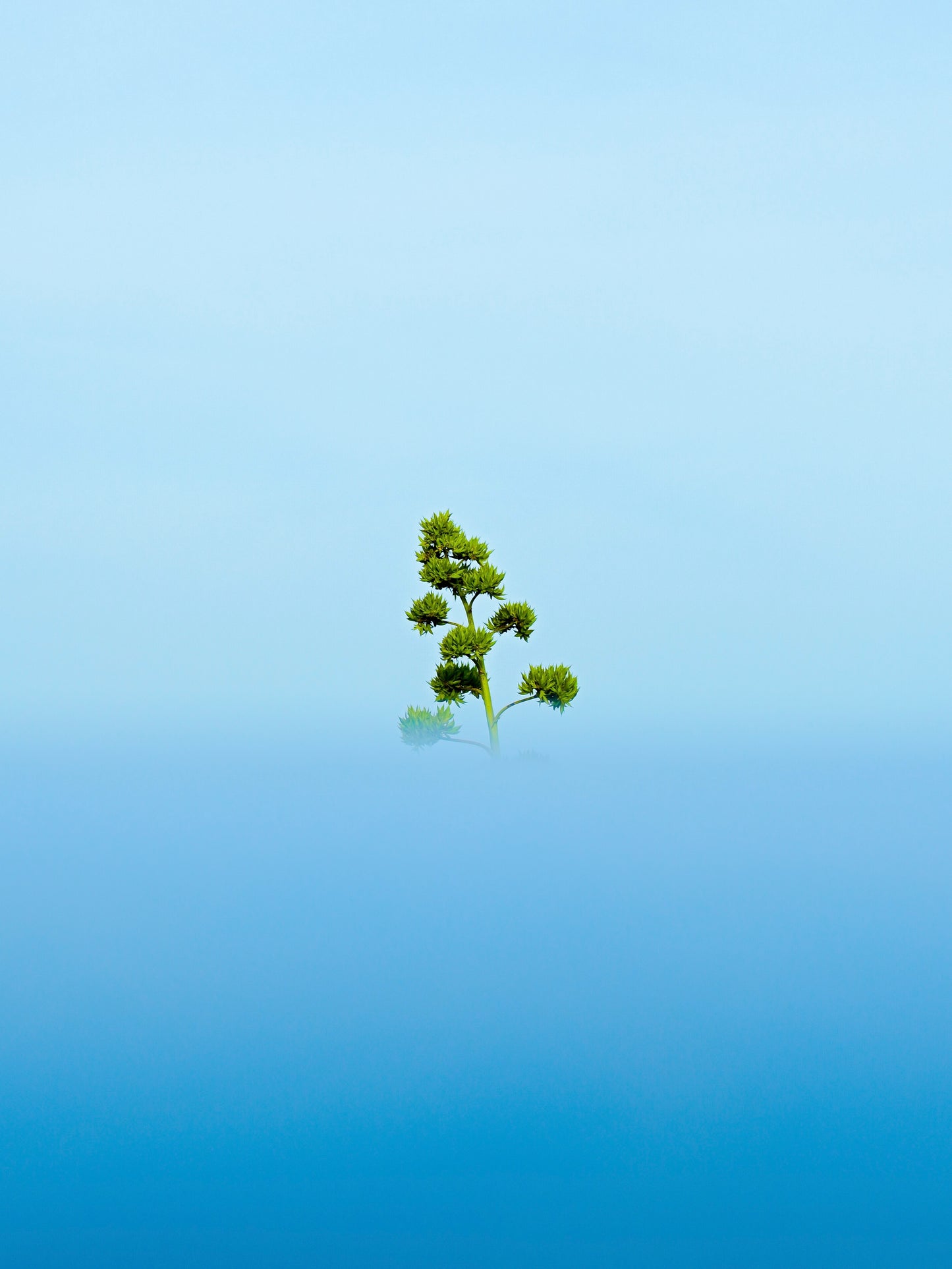 The broccoli tree