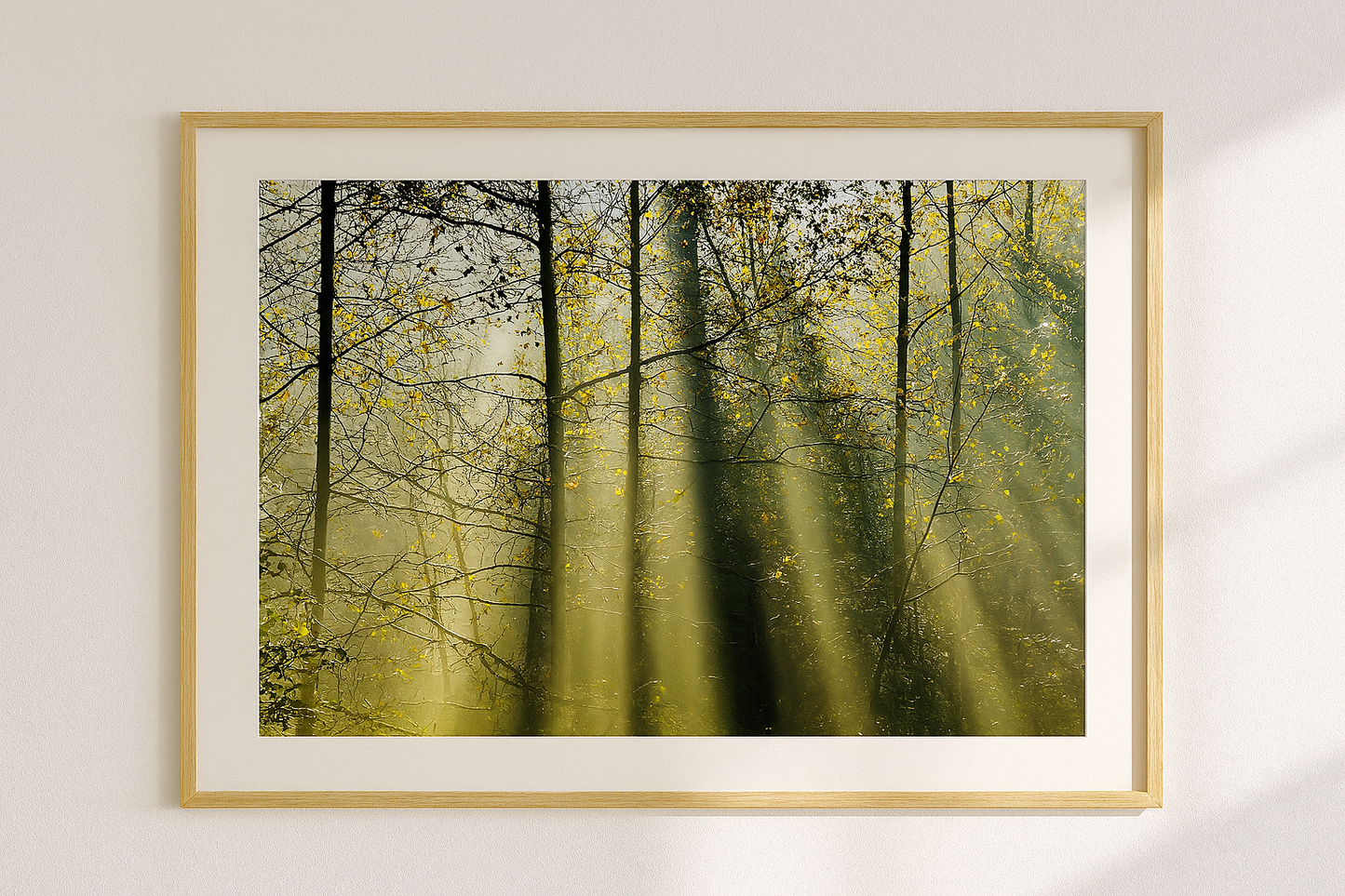 Sunny rays