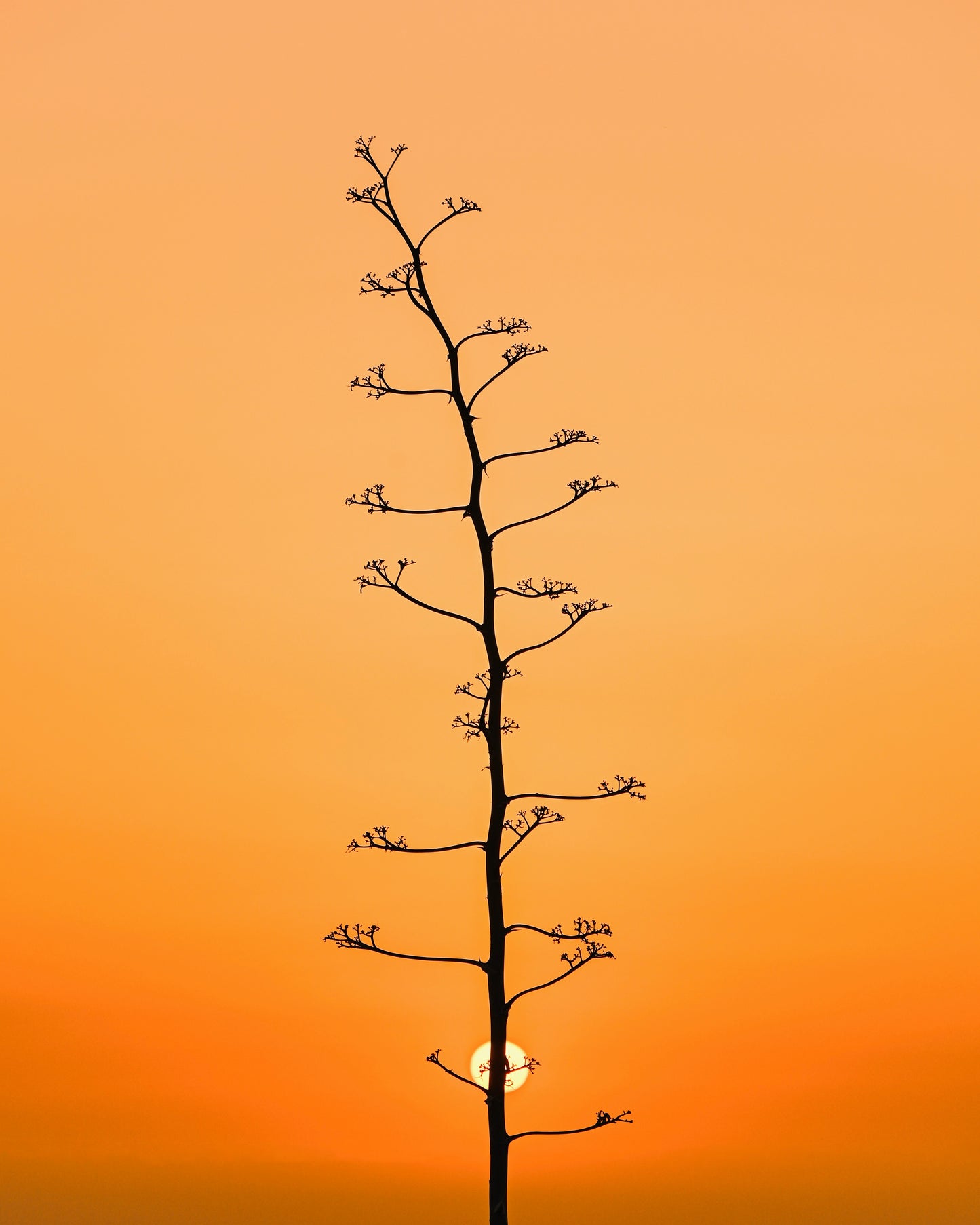 Sidi Kaouki tree