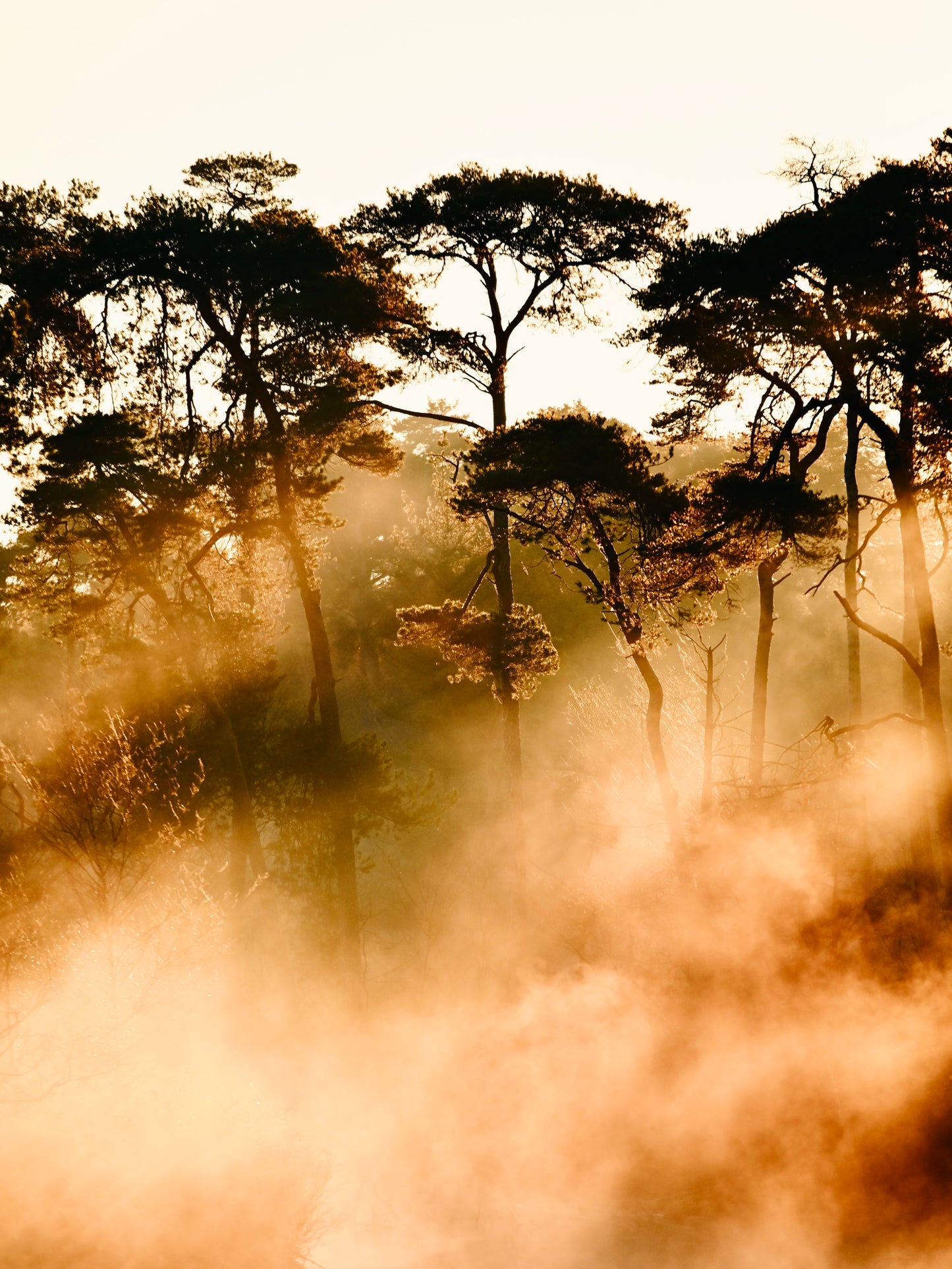 Fiery forest