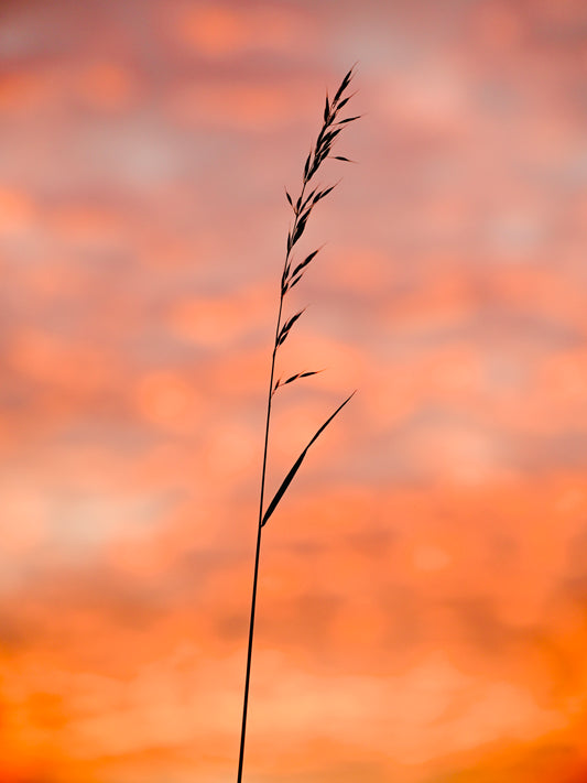 A leaf blade on orange air