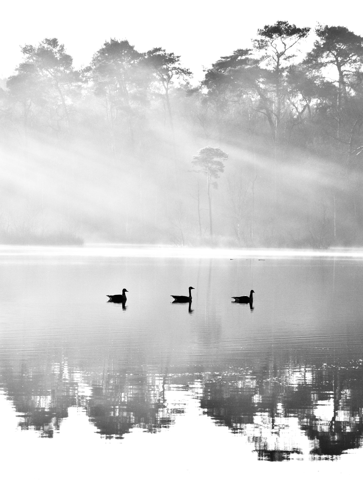 The floating trinity