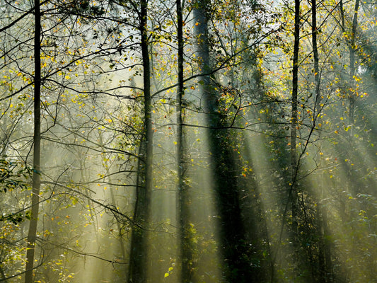 Sunny rays