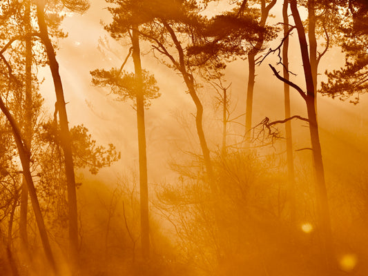 Woody mist