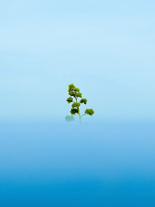 The broccoli tree