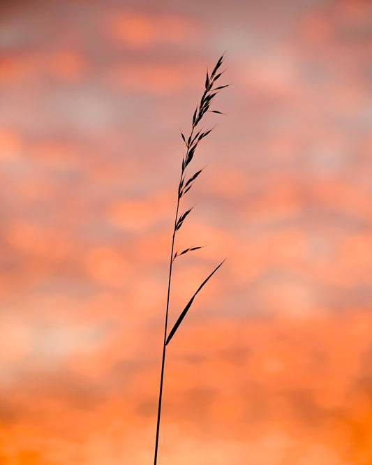 A leaf blade on orange air